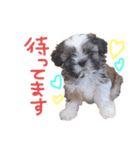 るーすけみーそーしー（個別スタンプ：2）