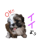 るーすけみーそーしー（個別スタンプ：3）