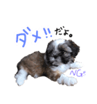 るーすけみーそーしー（個別スタンプ：4）