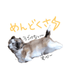 るーすけみーそーしー（個別スタンプ：5）