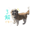 ぺこりーぬぺすた（個別スタンプ：6）