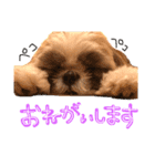 ぺこりーぬぺすた（個別スタンプ：8）