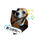 ブサかわビーグル（個別スタンプ：8）