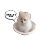 いぬのまりもちゃん（個別スタンプ：5）