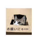 寧々と茶々2（個別スタンプ：8）