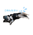 2人はねねこは（個別スタンプ：1）