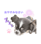 2人はねねこは（個別スタンプ：3）