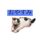 さすらいたかおの日常（個別スタンプ：1）