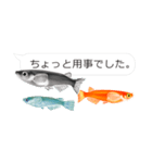 吹き出しメダカづくし～その壱～（個別スタンプ：15）