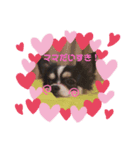 チワワのつむぎ君（個別スタンプ：2）
