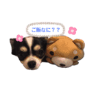 チワワのつむぎ君（個別スタンプ：3）