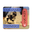 チワワのつむぎ君（個別スタンプ：8）