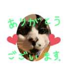 ハマーちゃん（個別スタンプ：1）