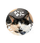 ハマーちゃん（個別スタンプ：5）