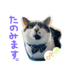 ハマーちゃん（個別スタンプ：6）