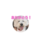 アイドル犬ぴの（個別スタンプ：3）