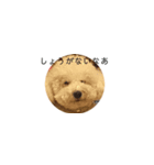 アイドル犬ぴの（個別スタンプ：6）