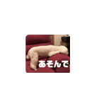アイドル犬ぴの（個別スタンプ：7）