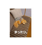 ポノちゃんスタンプその4（個別スタンプ：2）