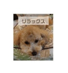 ポノちゃんスタンプその4（個別スタンプ：8）