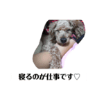 たぬきの足裏（個別スタンプ：7）