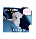 らる(散歩拒否いいわ犬)（個別スタンプ：3）