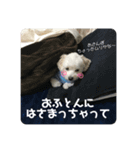 らる(散歩拒否いいわ犬)（個別スタンプ：8）