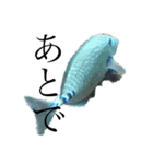 かったるい海洋生物（個別スタンプ：2）