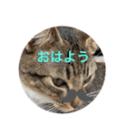 うずらスタンプ3号（個別スタンプ：7）