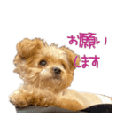 Grammyスタンプ 3（個別スタンプ：3）