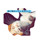 寧々と茶々3（個別スタンプ：5）