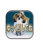 シーズ犬が会話する（個別スタンプ：1）