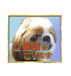 シーズ犬が会話する（個別スタンプ：5）