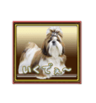 シーズ犬が会話する（個別スタンプ：8）