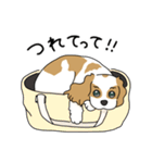 キャバリアの気ままな日常（個別スタンプ：5）