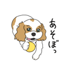キャバリアの気ままな日常（個別スタンプ：8）