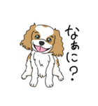 キャバリアの気ままな日常（個別スタンプ：9）