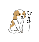 キャバリアの気ままな日常（個別スタンプ：18）