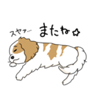 キャバリアの気ままな日常（個別スタンプ：23）