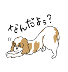 キャバリアの気ままな日常（個別スタンプ：30）