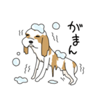 キャバリアの気ままな日常（個別スタンプ：34）