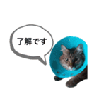ネコとネコの楽しいスタンプ（個別スタンプ：1）