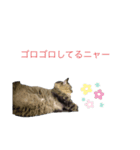 ネコとネコの楽しいスタンプ（個別スタンプ：4）