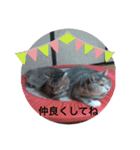 ネコとネコの楽しいスタンプ（個別スタンプ：8）