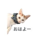 我が家のねこ2（個別スタンプ：1）