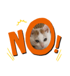 我が家のねこ2（個別スタンプ：3）