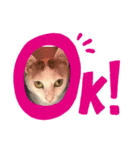 我が家のねこ2（個別スタンプ：4）
