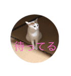 我が家のねこ2（個別スタンプ：5）