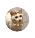 我が家のねこ2（個別スタンプ：7）