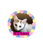 我が家のねこ2（個別スタンプ：8）